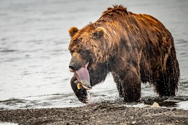 Governando Paisagem Ursos Pardos Kamchatka Ursus Arctos Beringianus — Fotografia de Stock