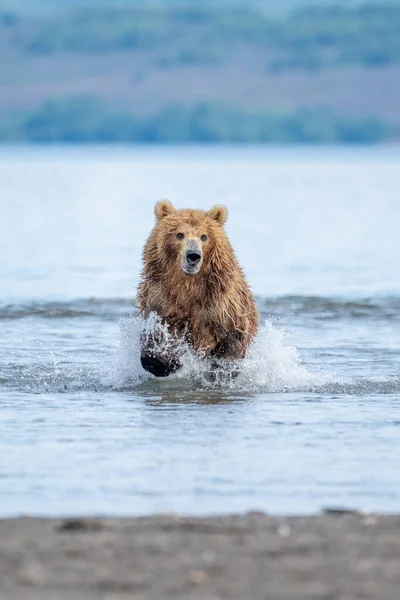 Ruling Landscape Brown Bears Kamchatka Ursus Arctos Beringianus — Stock Photo, Image