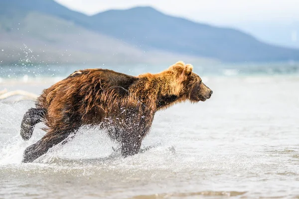 Vládnoucí Krajině Medvědi Hnědí Kamčatka Ursus Arctos Beringianus — Stock fotografie