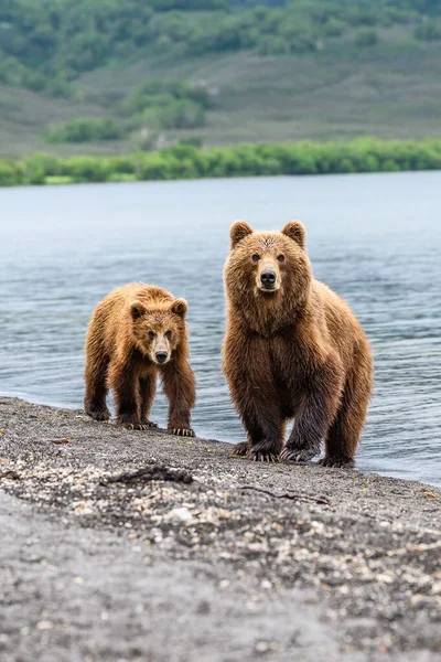 Правящие Ландшафтом Бурые Медведи Каминки Ursus Arctos Beringianus — стоковое фото