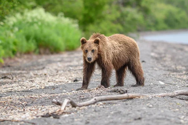 堪察加半岛的棕熊 Ursus Arctos Berπanus 统治着整个风景 — 图库照片