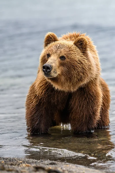 堪察加半岛的棕熊 Ursus Arctos Berπanus 统治着整个风景 — 图库照片