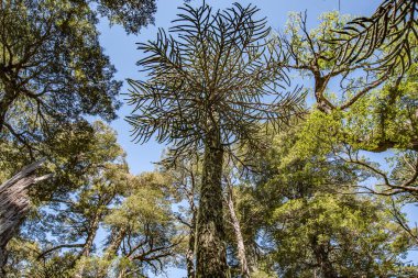  (Araucaria araucana) This particular kind of prymulas is endemic, which means that it only occurs here  in central Chile and in the west of Argentina. clipart