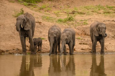 Vahşi Afrika fili, Botswana, Afrika