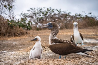 Mavi ayaklı Booby (sula nebouxii) Ekvador 'daki Isla de la Plata' da