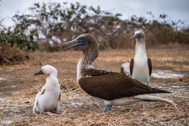 Mavi ayaklı Booby (sula nebouxii) Ekvador 'daki Isla de la Plata' da