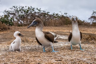 Mavi ayaklı Booby (sula nebouxii) Ekvador 'daki Isla de la Plata' da