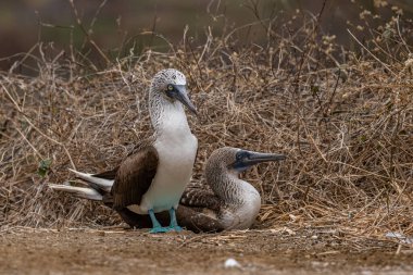 Mavi ayaklı Booby (sula nebouxii) Ekvador 'daki Isla de la Plata' da