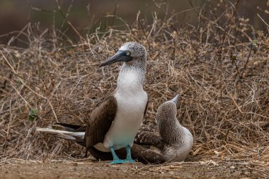 Mavi ayaklı Booby (sula nebouxii) Ekvador 'daki Isla de la Plata' da