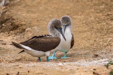 Mavi ayaklı Booby (sula nebouxii) Ekvador 'daki Isla de la Plata' da