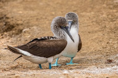 Mavi ayaklı Booby (sula nebouxii) Ekvador 'daki Isla de la Plata' da