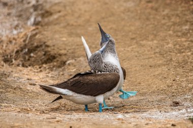 Mavi ayaklı Booby (sula nebouxii) Ekvador 'daki Isla de la Plata' da