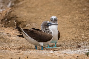 Mavi ayaklı Booby (sula nebouxii) Ekvador 'daki Isla de la Plata' da