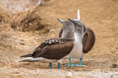 Mavi ayaklı Booby (sula nebouxii) Ekvador 'daki Isla de la Plata' da