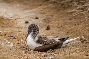 Mavi ayaklı Booby (sula nebouxii) Ekvador 'daki Isla de la Plata' da