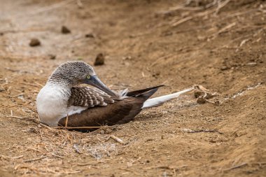 Mavi ayaklı Booby (sula nebouxii) Ekvador 'daki Isla de la Plata' da