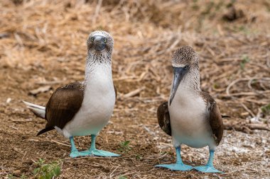 Mavi ayaklı Booby (sula nebouxii) Ekvador 'daki Isla de la Plata' da