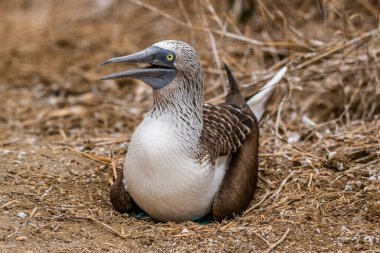 Mavi ayaklı Booby (sula nebouxii) Ekvador 'daki Isla de la Plata' da