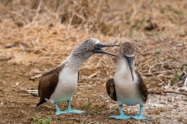 Mavi ayaklı Booby (sula nebouxii) Ekvador 'daki Isla de la Plata' da