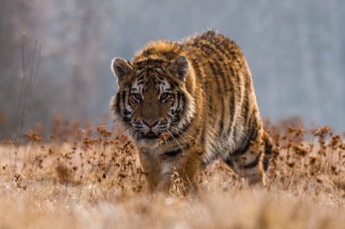 Karda koşan Sibirya Kaplanı. Bu görkemli hayvanın güzel, dinamik ve güçlü fotoğrafı. Bu inanılmaz hayvan için tipik bir ortam. Ağaçlar ve çayırlar