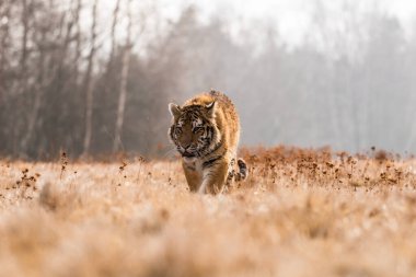 Karda koşan Sibirya Kaplanı. Bu görkemli hayvanın güzel, dinamik ve güçlü fotoğrafı. Bu inanılmaz hayvan için tipik bir ortam. Ağaçlar ve çayırlar