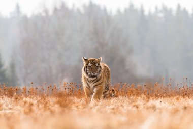 Karda koşan Sibirya Kaplanı. Bu görkemli hayvanın güzel, dinamik ve güçlü fotoğrafı. Bu inanılmaz hayvan için tipik bir ortam. Ağaçlar ve çayırlar