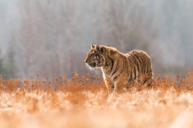 Karda koşan Sibirya Kaplanı. Bu görkemli hayvanın güzel, dinamik ve güçlü fotoğrafı. Bu inanılmaz hayvan için tipik bir ortam. Ağaçlar ve çayırlar