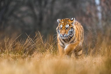Karda koşan Sibirya Kaplanı. Bu görkemli hayvanın güzel, dinamik ve güçlü fotoğrafı. Bu inanılmaz hayvan için tipik bir ortam. Ağaçlar ve çayırlar