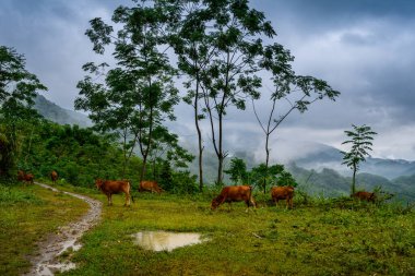 Mu Cang Chai, Kuzey Vietnam, Sapa yakınlarındaki pirinç tarlası manzaralı.