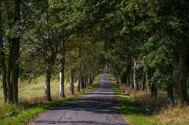 Çek Cumhuriyeti bölgesinin güzel yeşil manzarası Vysocina