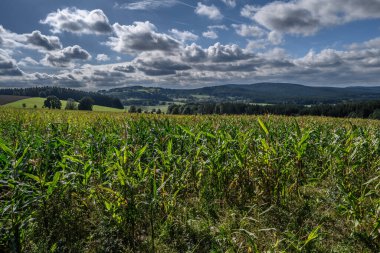 Çek Cumhuriyeti bölgesinin güzel yeşil manzarası Vysocina