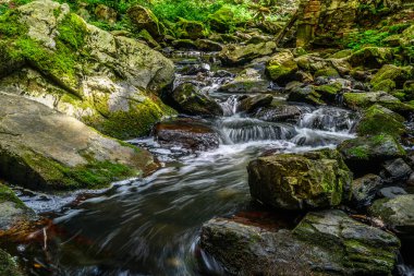 Çek Cumhuriyeti bölgesinin güzel yeşil manzarası Vysocina
