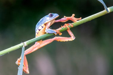Ağaç kurbağası, Cruziohyla veya Phyllomedusa calcarifer, tropik Amazon yağmur ormanlarına tırmanıyor. Bu tropikal amfibi türleri Kolombiya, Kosta Rika, Ekvador, Nikaragua ve Panama yağmur ormanlarında yaşar.