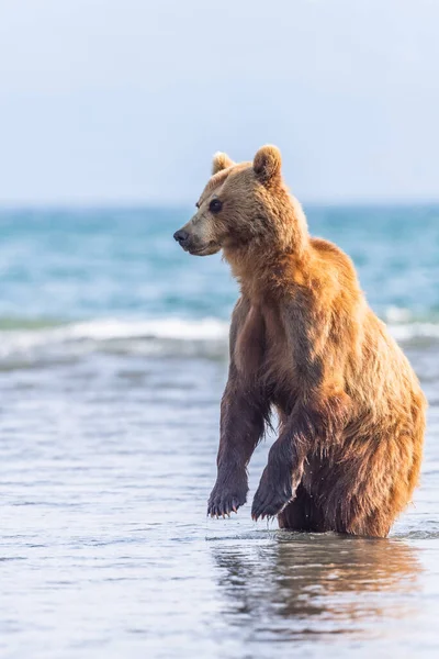 堪察加半岛的棕熊 Ursus Arctos Berπanus 统治着整个风景 — 图库照片