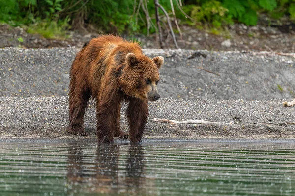 堪察加半岛的棕熊 Ursus Arctos Berπanus 统治着整个风景 — 图库照片