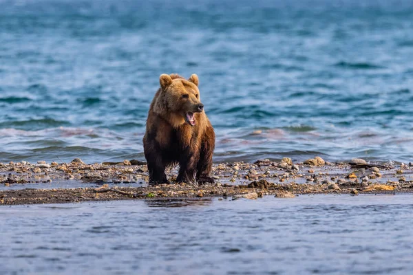 Governando Paisagem Ursos Pardos Kamchatka Ursus Arctos Beringianus — Fotografia de Stock