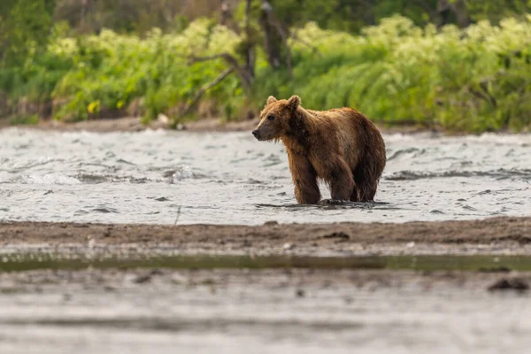 Het Landschap Regeren Bruine Beren Van Kamchatka Ursus Arctos Beringianus — Stockfoto