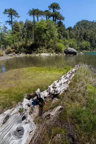 Araucaria Araucana Özel Prymula Türü Endemiktir Yani Sadece Orta Şili — Stok fotoğraf