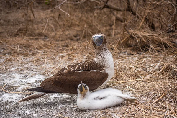 Booby Pieds Bleus Sula Nebouxii Sur Île Plata Équateur — Photo