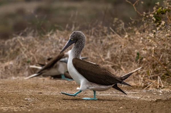 Mavi ayaklı Booby (sula nebouxii) Ekvador 'daki Isla de la Plata' da