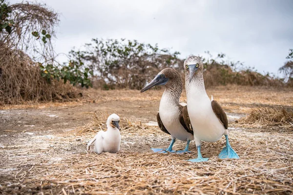 エクアドルのアイラ プラタ Isla Plata にある青足のブービー Sula Nebou12 — ストック写真