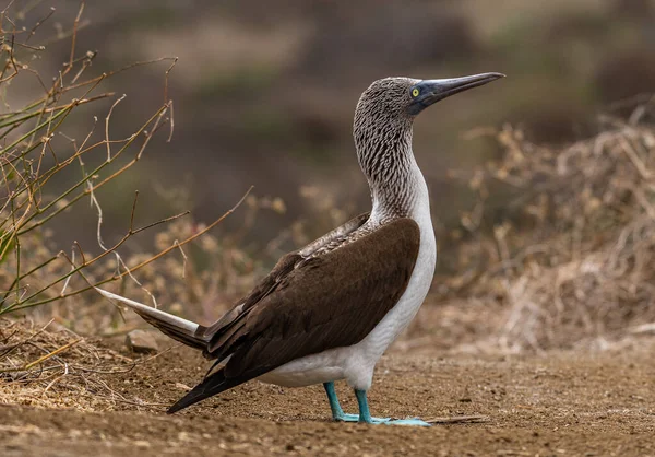 Mavi ayaklı Booby (sula nebouxii) Ekvador 'daki Isla de la Plata' da