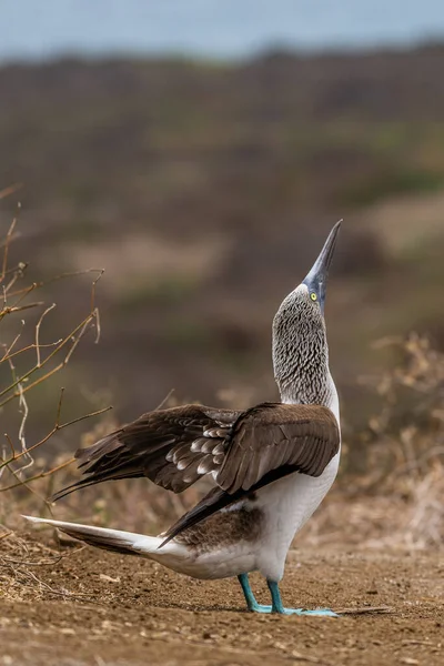Mavi ayaklı Booby (sula nebouxii) Ekvador 'daki Isla de la Plata' da
