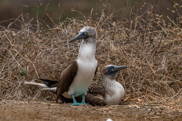 Blauwvoetbooby Sula Nebouxii Isla Plata Ecuador — Stockfoto