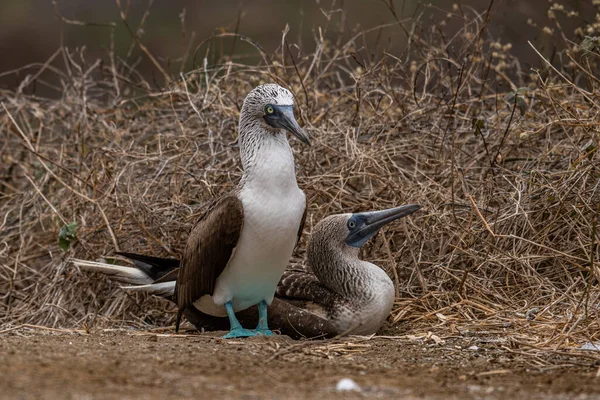 Mavi ayaklı Booby (sula nebouxii) Ekvador 'daki Isla de la Plata' da