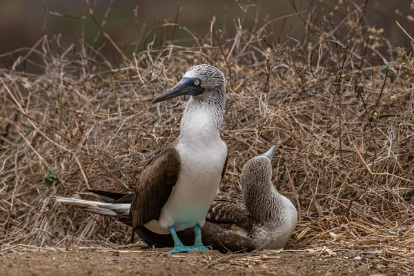 Mavi ayaklı Booby (sula nebouxii) Ekvador 'daki Isla de la Plata' da