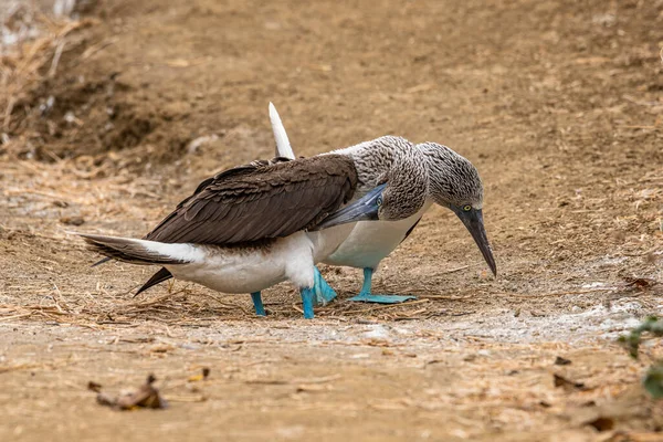 Blåfotad Booby Sula Nebouxii Isla Plata Ecuador — Stockfoto