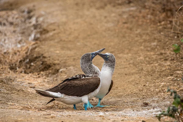 Blue Footed Booby Sula Nebouxii Isla Plata Ecuador — Stock Photo, Image