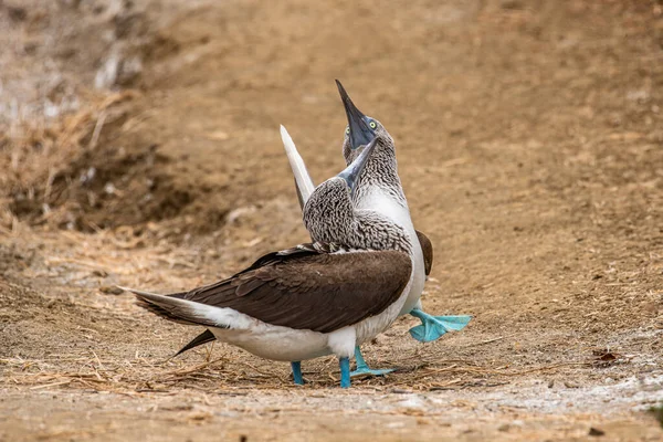 Mavi ayaklı Booby (sula nebouxii) Ekvador 'daki Isla de la Plata' da