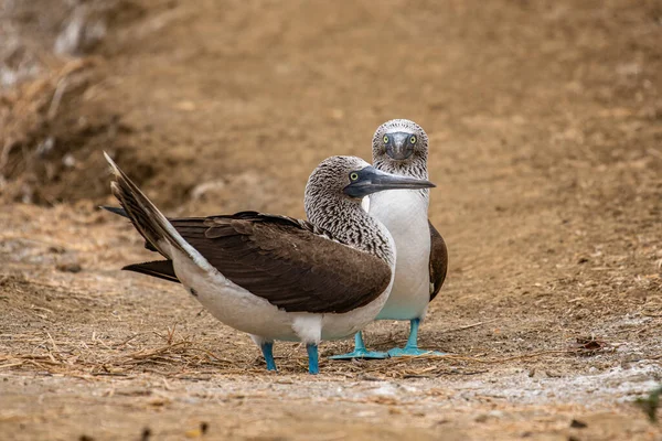 Mavi ayaklı Booby (sula nebouxii) Ekvador 'daki Isla de la Plata' da